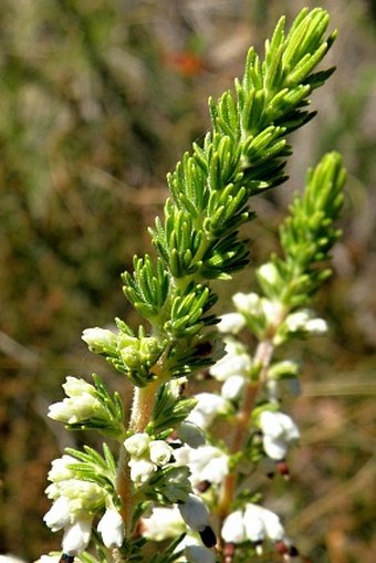 Erica imbricata