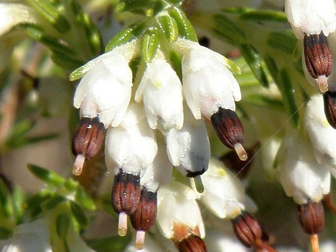 Erica imbricata