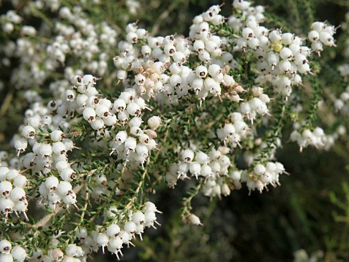 Erica gibbosa