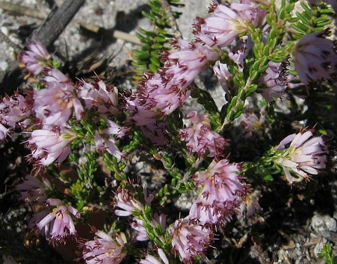 Erica labialis