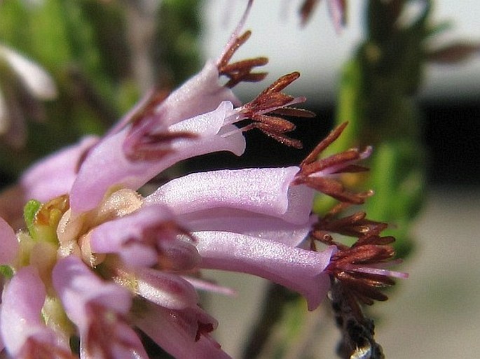 Erica labialis