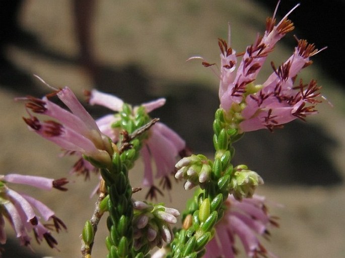 Erica labialis