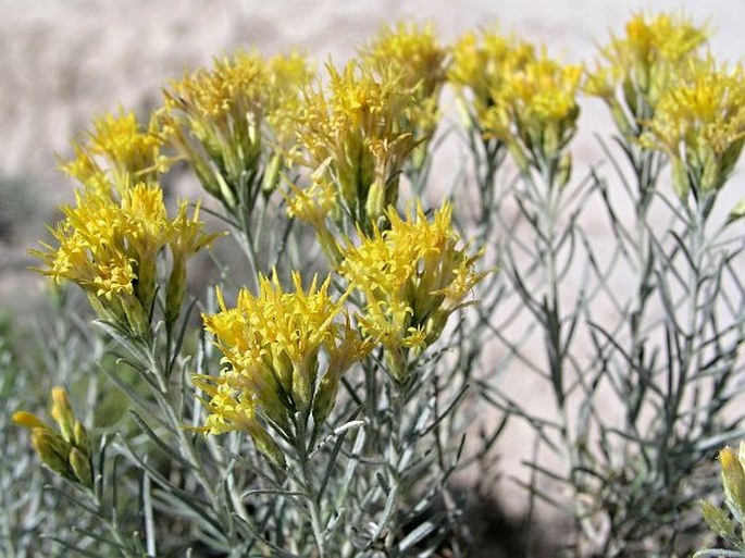 ERICAMERIA NAUSEOSA (Pall. ex Pursh) G. L. Nesom et G. I. Baird