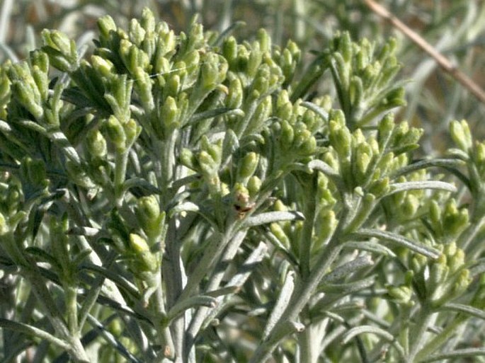 Ericameria nauseosa