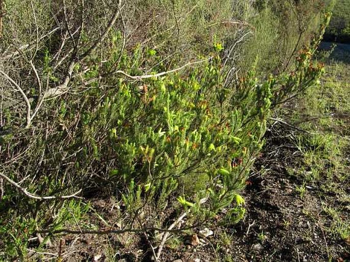 Erica unicolor