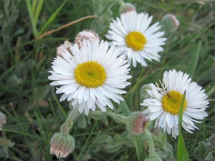 Erigeron caespitosus