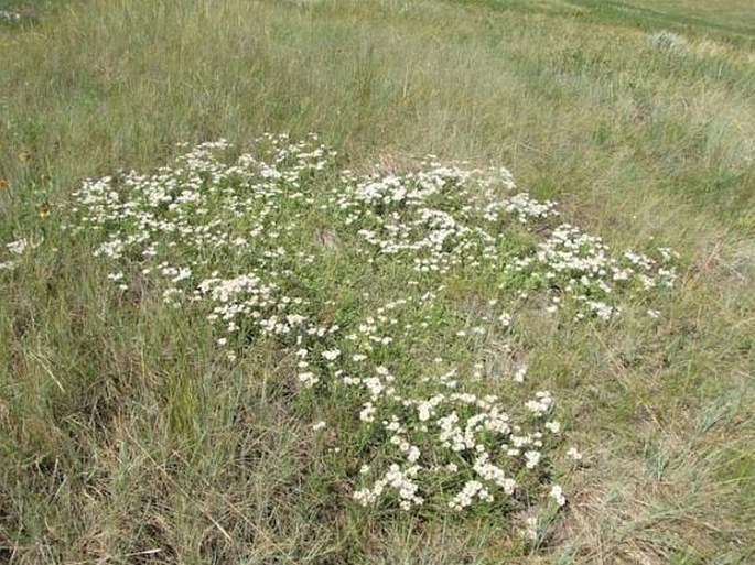 Erigeron caespitosus