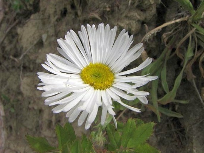 Erigeron caespitosus