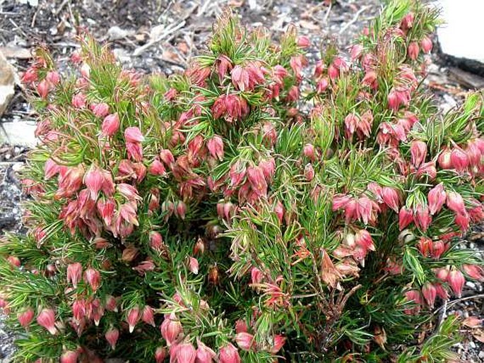 Erica plukenetii subsp. lineata