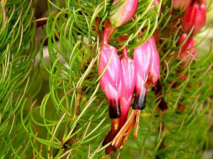 Erica plukenetii subsp. lineata
