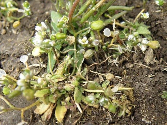 Erophila verna subsp. macrosperma