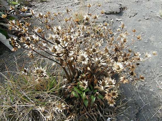 Eryngium carlinae