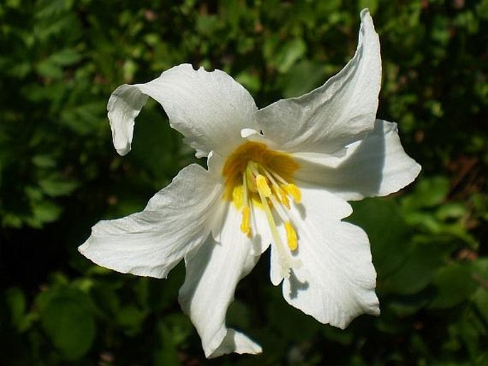 ERYTHRONIUM MONTANUM S. Watson – kandík