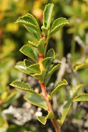 Escallonia alpina