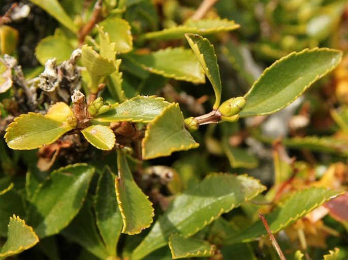 Escallonia alpina