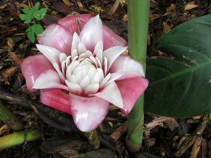 ETLINGERA VENUSTA (Ridl.) R. M. Sm.