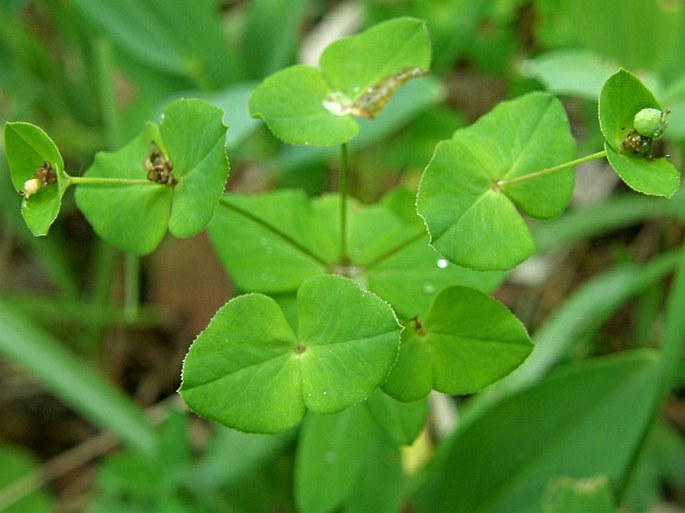 Euphorbia angulata