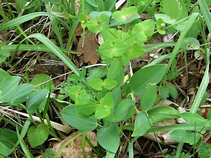 Euphorbia angulata