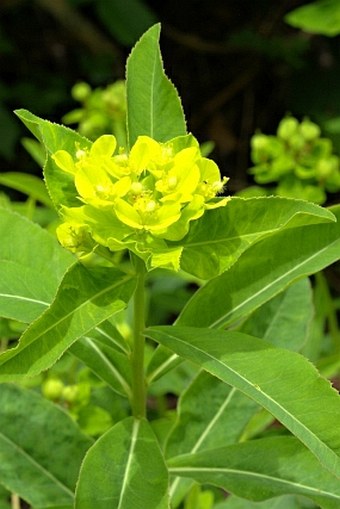 Euphorbia austriaca