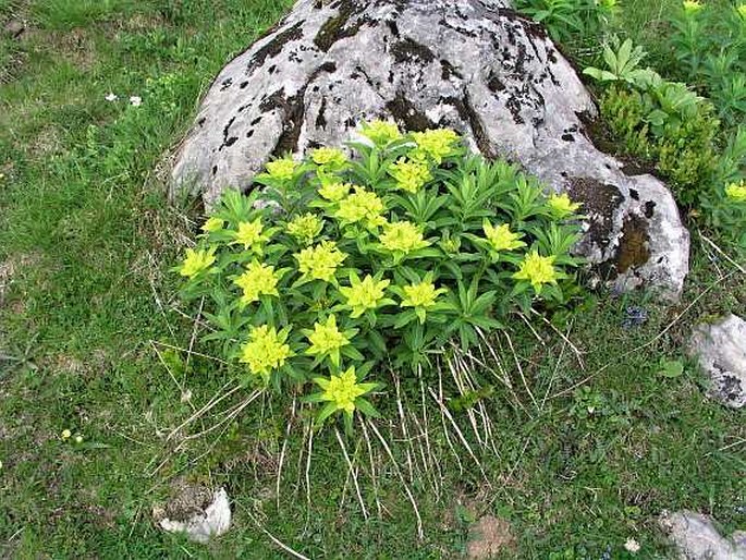 Euphorbia austriaca