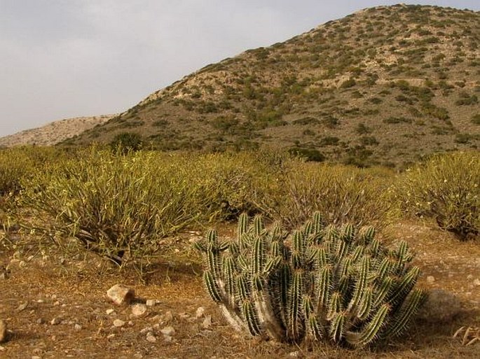 Euphorbia officinarum