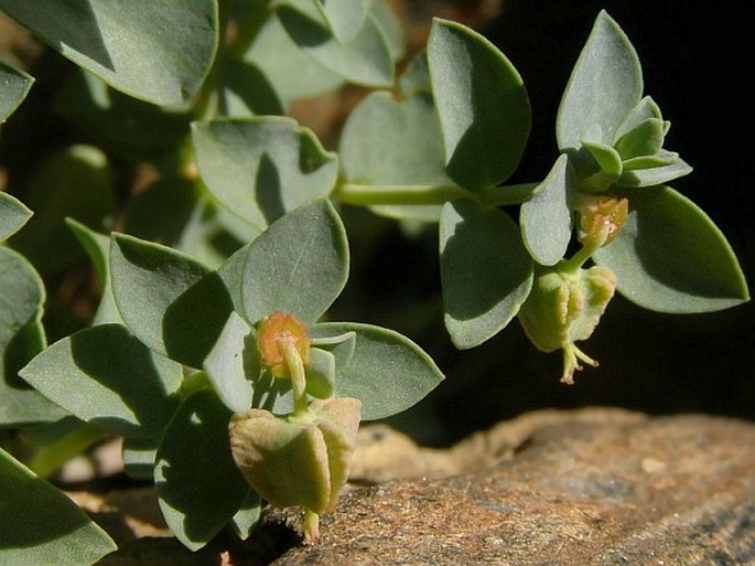 Euphorbia herniariifolia