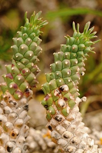 Euphorbia caput-medusae