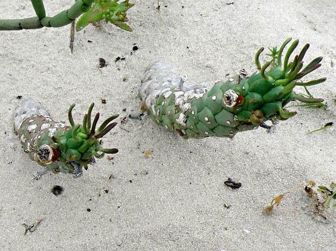 Euphorbia caput-medusae