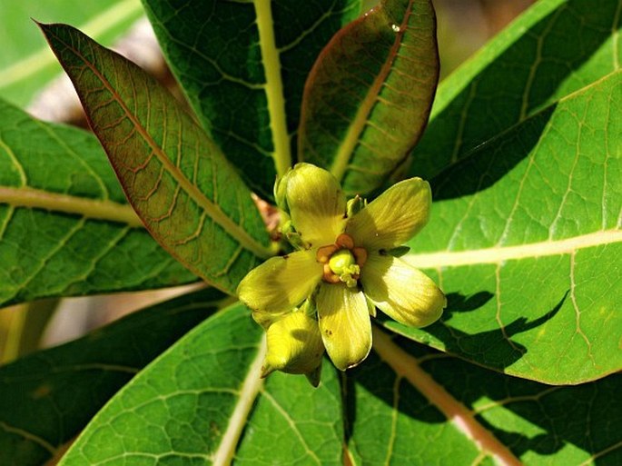 Euphorbiaceae