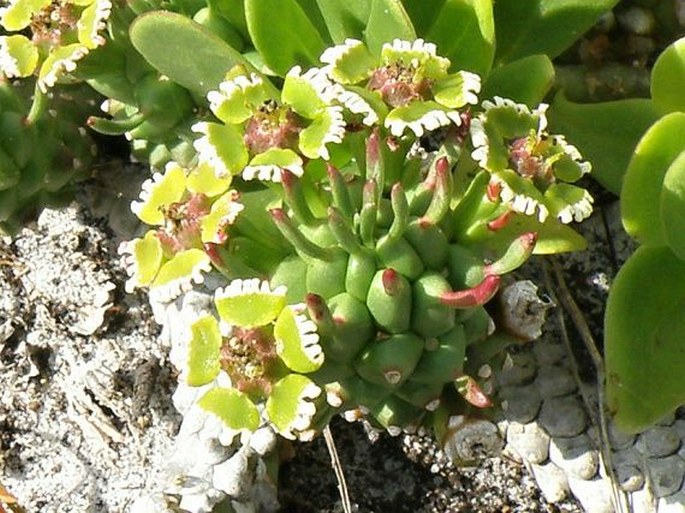 Euphorbiaceae