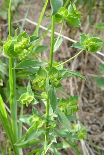 Euphorbia falcata