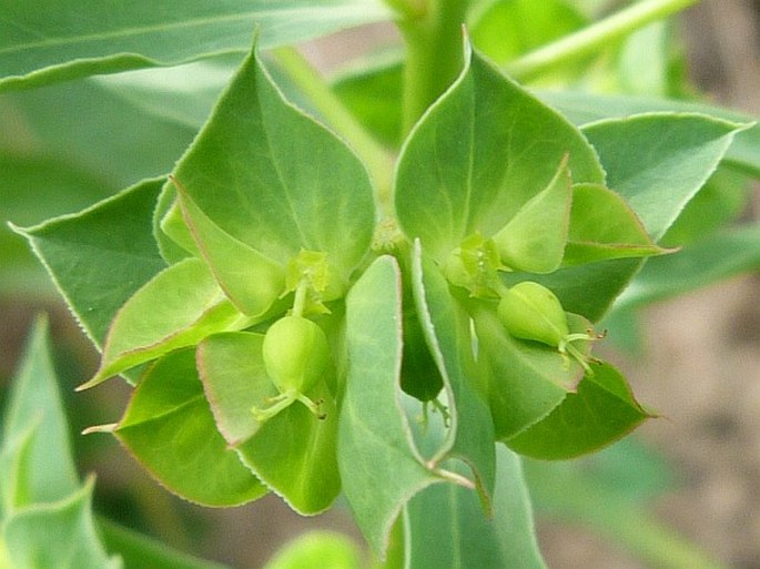 EUPHORBIA FALCATA L. – pryšec srpovitý / mliečnik kosákovitý