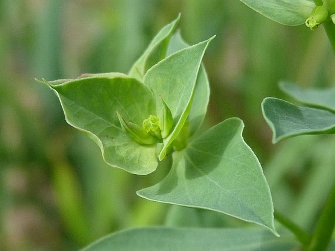 Euphorbia falcata