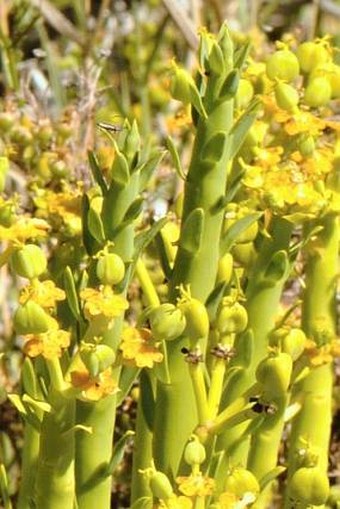 Euphorbia mauritanica