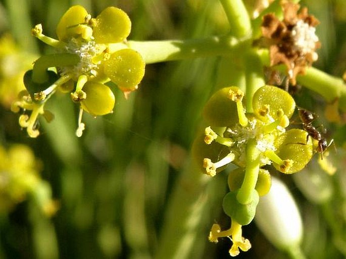 Euphorbia mauritanica