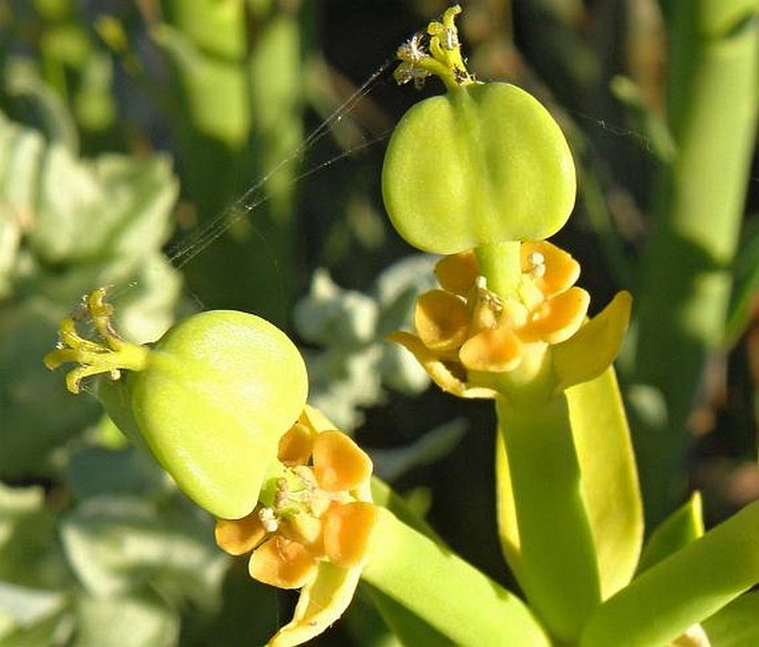 Euphorbia mauritanica