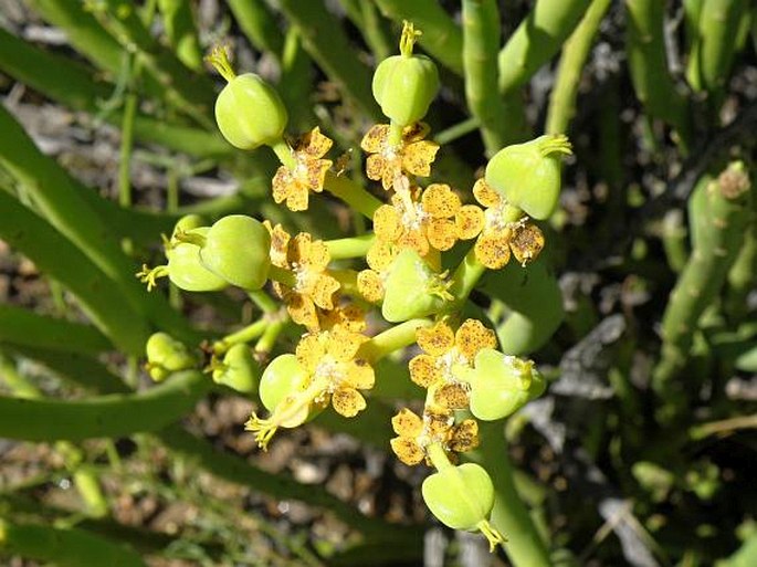 Euphorbia mauritanica