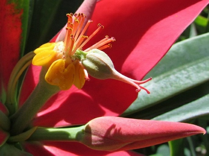 Euphorbia punicea