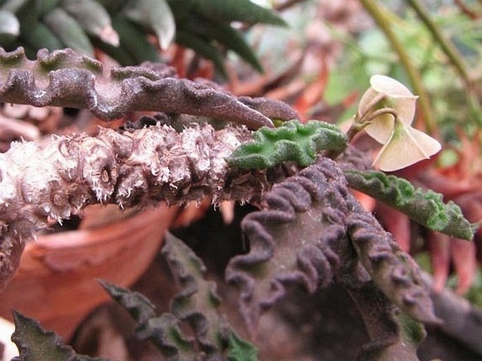 Euphorbia decaryi var. spirosticha