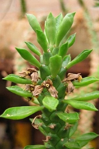 Euphorbia succulenta