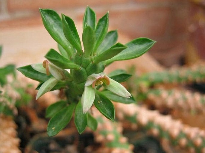 Euphorbia succulenta