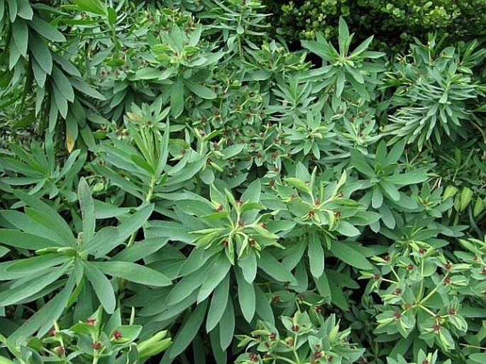 Euphorbia glauca