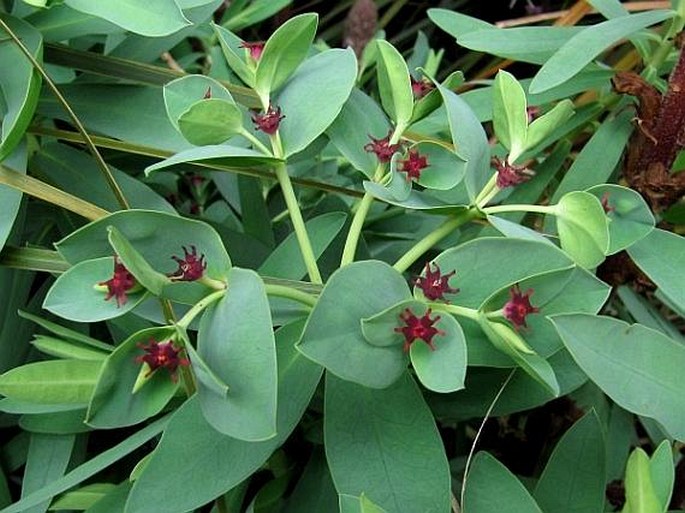 Euphorbia Glauca