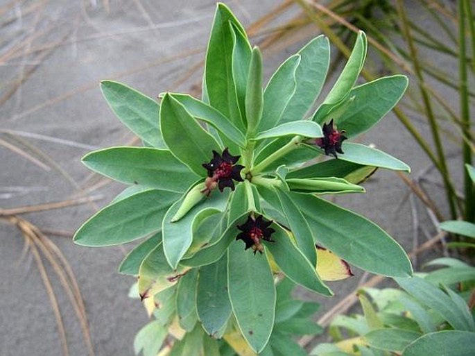 Euphorbia glauca