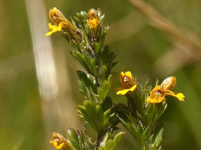 Euphrasia minima