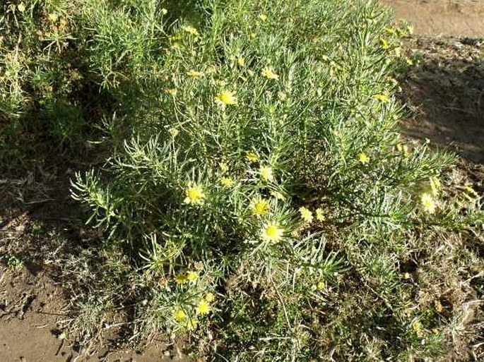 Euryops pinifolius