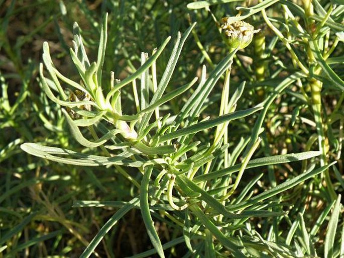 Euryops pinifolius