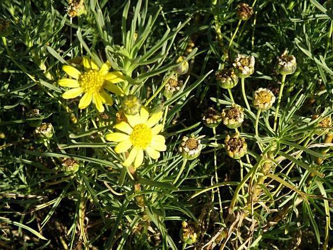 Euryops pinifolius