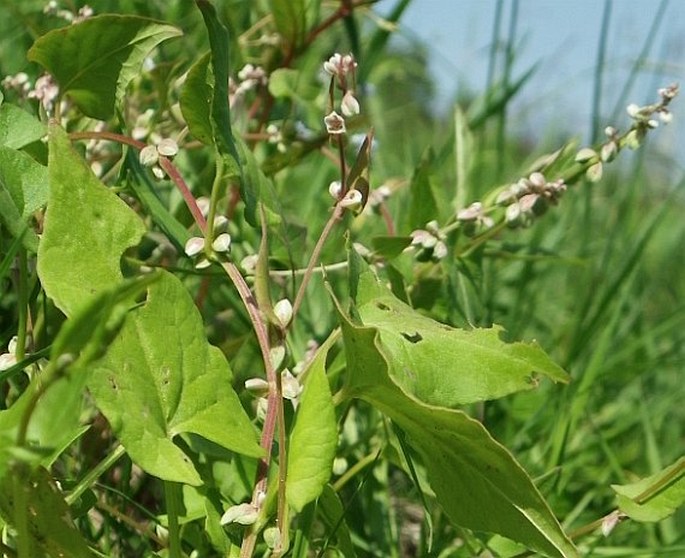 FALLOPIA CONVOLVULUS (L.) Á. Löve - opletka obecná / pohánkovec ovíjavý