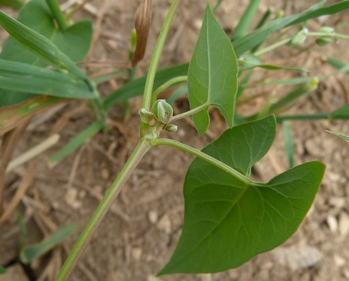 Fallopia convolvulus